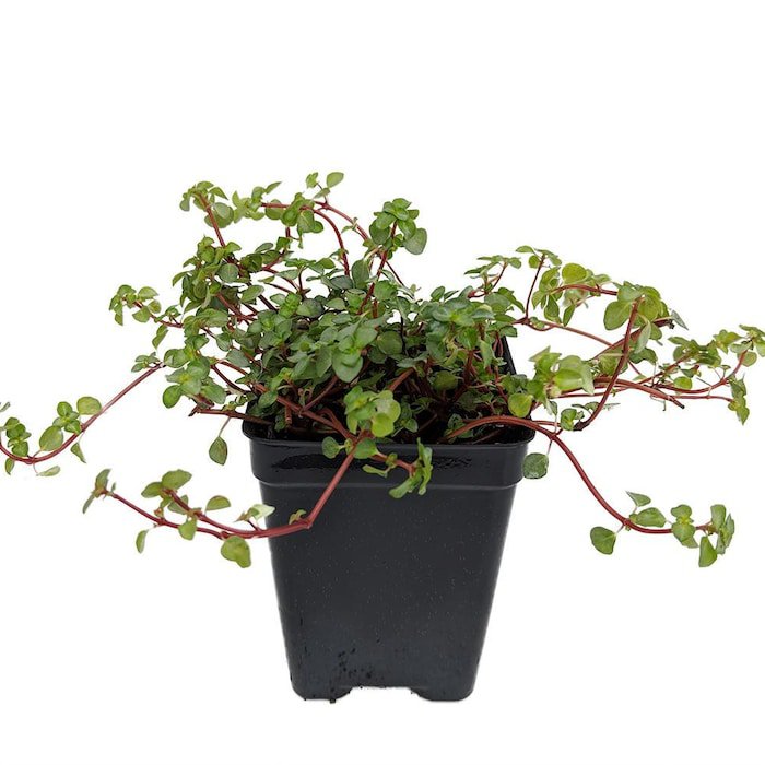 Blue Angel Trailing Pilea Houseplant Terrarium Fairy Garden 2.5 inch Pot