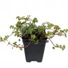 Blue Angel Trailing Pilea Houseplant Terrarium Fairy Garden 2.5 inch Pot