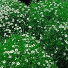 Irish Moss Sagina Subulata House Plant Or Very Hardy Groundcover 2.5 inch Pot