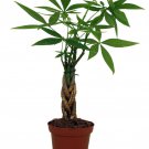 Twisted Money Tree Pachira 3 inch Pot Trending