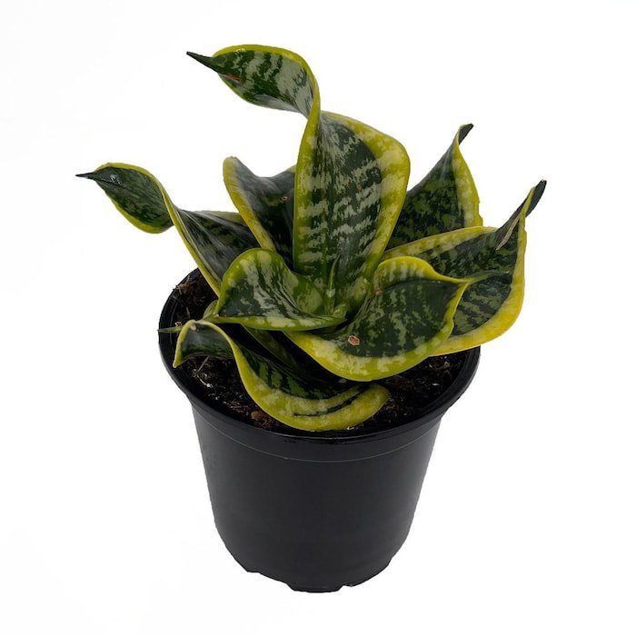 Twisted Sister Snake Plant Tornado Sanseveria Trifasciata 4 inch Pot