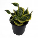 Twisted Sister Snake Plant Tornado Sanseveria Trifasciata 4 inch Pot
