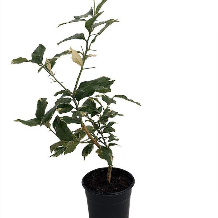 Pink Variegated Eureka Lemon Tree 5 inch Pot No Shipping To Tx Fl Az Ca La Hi