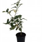 Pink Variegated Eureka Lemon Tree 5 inch Pot No Shipping To Tx Fl Az Ca La Hi