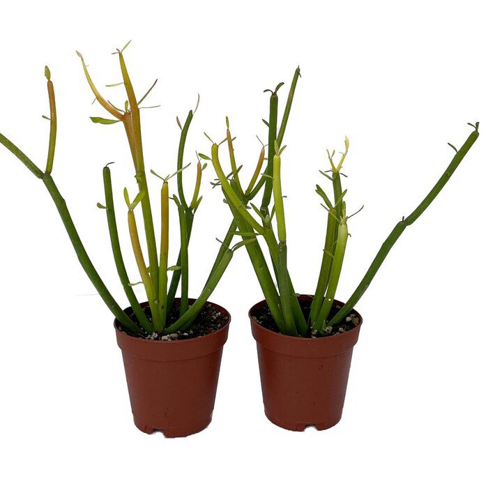 Firesticks Pencil Cactus Euphorbia 2 Pack 2 inch Pots Hard To Kill