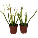 Firesticks Pencil Cactus Euphorbia 2 Pack 2 inch Pots Hard To Kill
