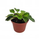 Tamiana Asian Violet Primulina Tamiana Deinostigma Tamiana 2.5 inch Pot