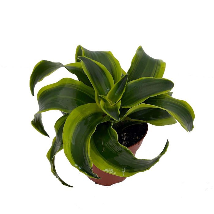 Tornado Dragon Tree Dracaena