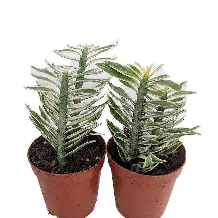 White Green Devils Backbone Plant Pedilanthus 2 inch Pots 2 Pack