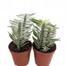 White Green Devils Backbone Plant Pedilanthus 2 inch Pots 2 Pack