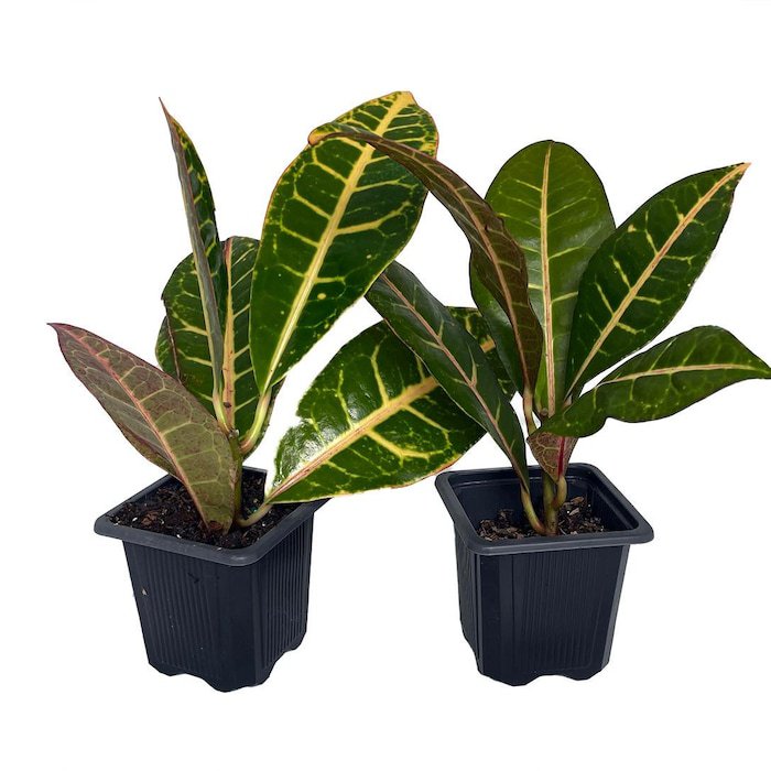 Colorful Croton 3 inch Pots 2 Pack Codiaeum Petra