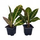 Colorful Croton 3 inch Pots 2 Pack Codiaeum Petra
