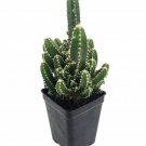 Fairy Castle Cactus Cereus Houseplant Terrarium Fairy Garden 2 inch Pot