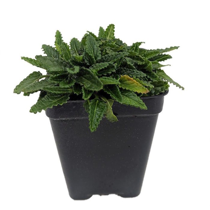 Dwarf Betony Stachys Minima 2.5 inch Pot Terrarium Fairy Garden House Plant