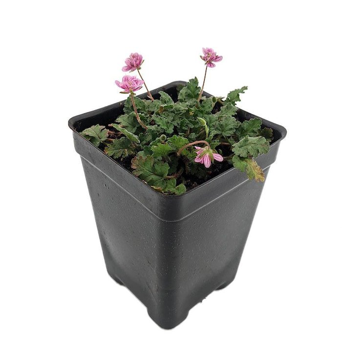 Double Pink Fairy Erodium Cranesbill Alpine Geranium 2.5 inch Pot Fairy Garden