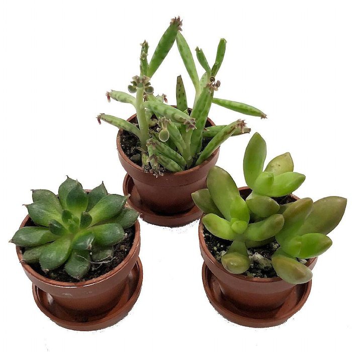 Mini Succulent Collection Fairy Gardens Terrarium 3 Plants 1 inch Pots Saucers