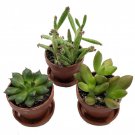 Mini Succulent Collection Fairy Gardens Terrarium 3 Plants 1 inch Pots Saucers