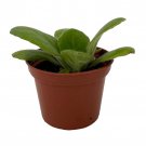 Dales Periwinkle Blush Asian Violet Primulina House Plant 2.5 inch Pot