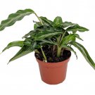 Mini Prayer Plant Calathea Gay Feather Worlds Smallest Prayer Plant 2.5 inch Pot