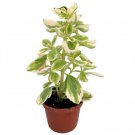 Variegated Vicks Swedish Ivy Plant Plectranthus Neochilus Variegated 2.5 inch Pot