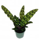 Rattlesnake Plant Calathea Lancifolia Easy House Plant 4 inch Pot