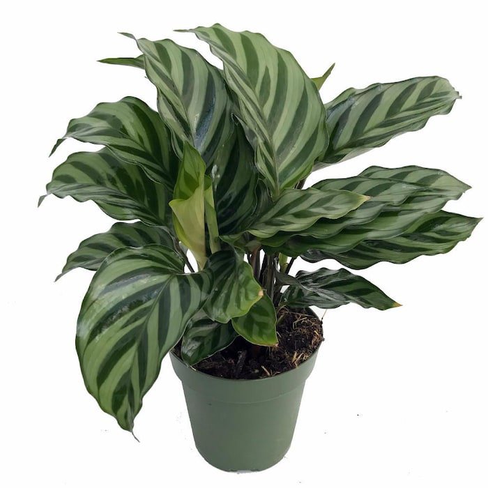 Freddie Peacock Plant Calathea Easy House Plant 4 inch Pot