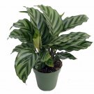 Freddie Peacock Plant Calathea Easy House Plant 4 inch Pot
