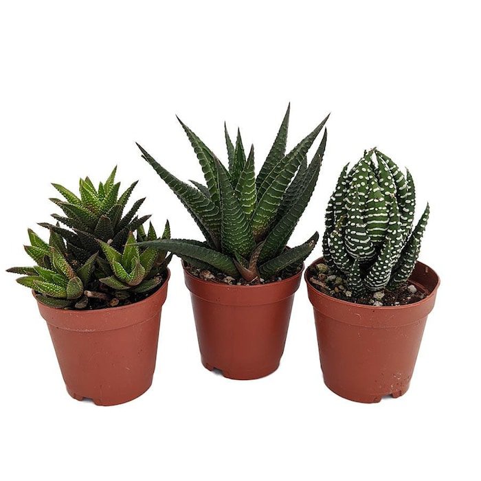 Haworthia Collection 3 Plants 2 inch Pot