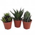Haworthia Collection 3 Plants 2 inch Pot