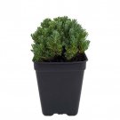 Little Ness Santolina Fairy Garden Rock Garden 2.5 inch Pot