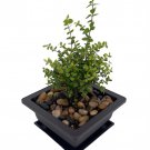 Mini Japanese Golden Privet Bonsai Tree In Square Bonsai Pot With Saucer