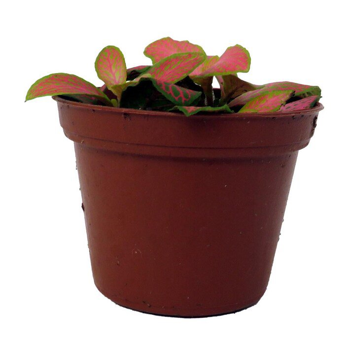 Ruby Lime Fittonia Nerve Plant Easy House Plant 2.5 inch Pot