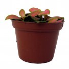 Ruby Lime Fittonia Nerve Plant Easy House Plant 2.5 inch Pot