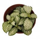 White Tiger Mini Nerve Plant Fittonia 2.5 inch Pot