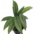 Uncommon Vittata Peacock Plant Calathea 4 inch Pot Collectors Series