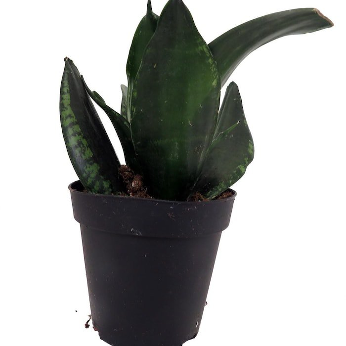 Whitney Snake Plant Sansevieria Impossible To Kill 4 inch Pot