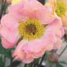Mai Tai Geum Perennial Plant 2.5 inch Pot
