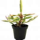Rare White Lightening Crown Of Thorns Plant Euphorbia 2.5 inch Pot Trending
