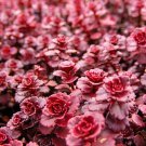 Dragons Blood Sedum Stonecrop Loves The Sun Live Plant Quart Pot