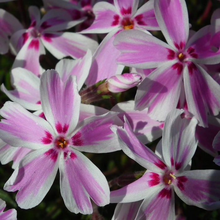 Candy Stripes Creeping Phlox Perennial Live Plant Quart Pot