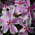 Candy Stripes Creeping Phlox Perennial Live Plant Quart Pot