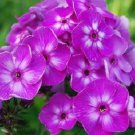 Laura Phlox Perennial Purple Blooms Live Plant Quart Pot