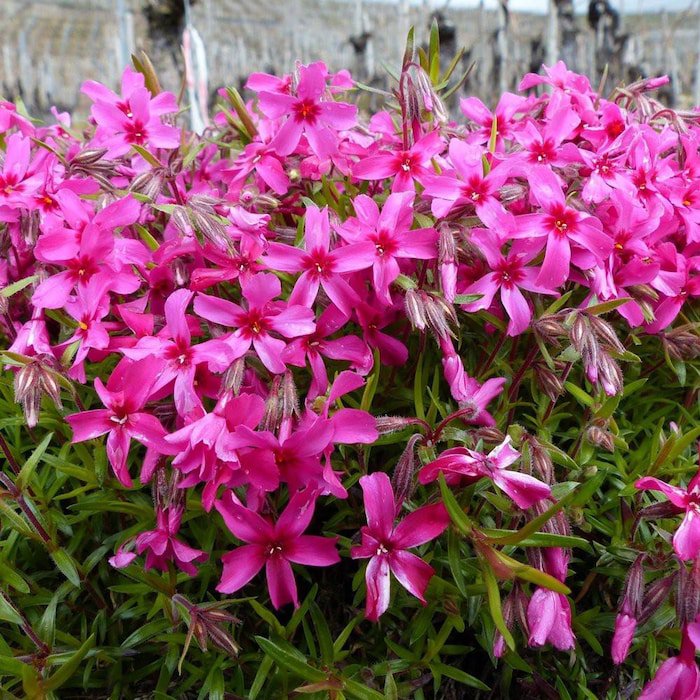 Red Wings Creeping Phlox Perennial Quart Pot