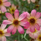 Shades Of Rose Coreopsis Tickseed Perennial Plant Quart Pot
