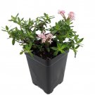 Miniature Trumpet Flower Putatoria Calibrica 2.5 inch Pot Fairy Garden Plant