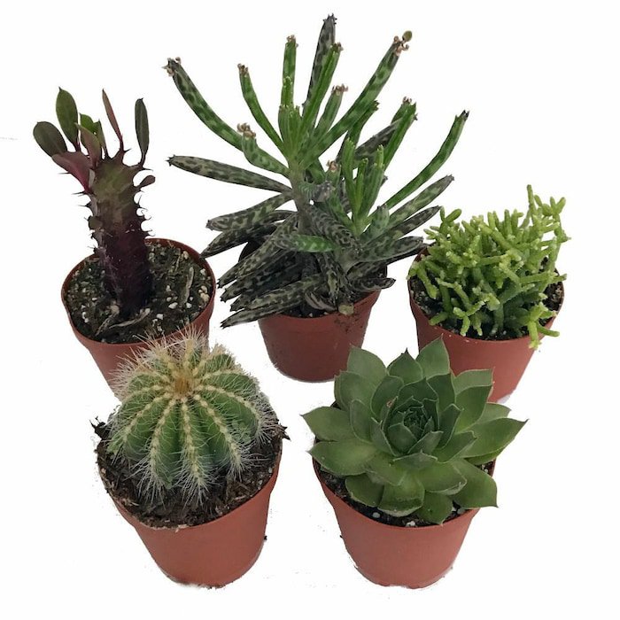 Instant Cactus Succulent Collection 5 Plants Terrarium Fairy Garden 2 inch Pots