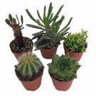 Instant Cactus Succulent Collection 5 Plants Terrarium Fairy Garden 2 inch Pots