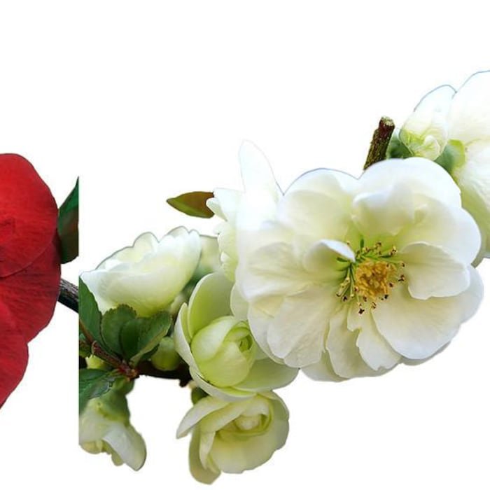 Double Take Flowering Quince Collection 3 Plants 4 inch Pots Scarlet White Orange