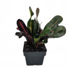 Mamey Croton 3 inch Pot Colorful House Plant