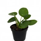 Gardens Chinese Money Plant Pilea Peperomiodes 2.5 inch Pot